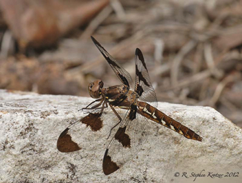 Plathemis lydia, female